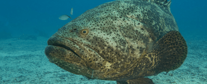 Fish Spotlight - Goliath Grouper